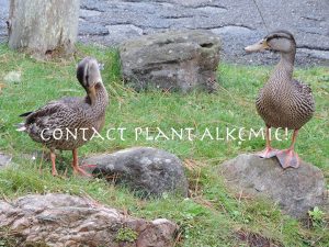 Contact Plant Alkemie!