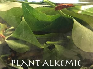 Making lilac leaf tincture! 