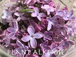 Lilac flowers