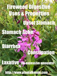 Fireweed digestive uses and properties