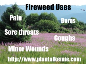 Fireweed Uses
