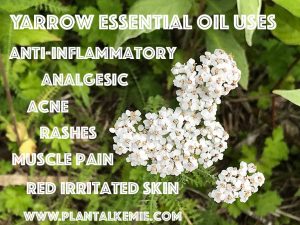 Yarrow Essential Oil Uses