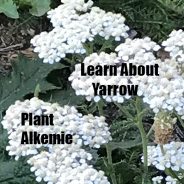 Alaska (and Seattle) Plant #1: Yarrow