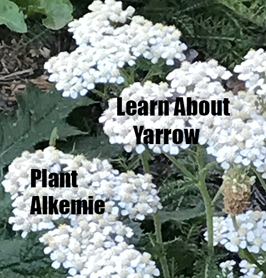 Alaska (and Seattle) Plant #1: Yarrow
