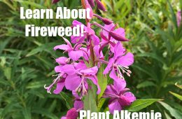 Alaskan Plant #2: Fireweed