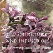 Capturing The Essence Of Lilacs!