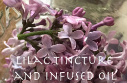 Capturing The Essence Of Lilacs!